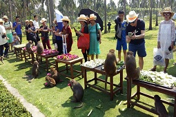 Tour Đảo Khỉ Nha Trang Tour Đảo Khỉ Nha Trang