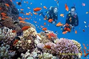 Tour lặn biển nha trang (Hòn Mun) Tour lặn biển nha trang (Hòn Mun)